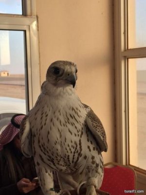 بالصور..الدوسري يخطف المركز الأول بمسابقة أجمل طير بمهرجان طريف الشعبي ومسابقة الصقور “4”