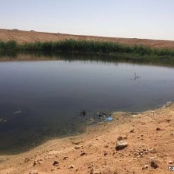 جمرك الحديثة يحبط تهريب 270 ألف حبة كبتاجون