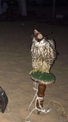 بالصورة..مواطن يصطاد فرخ شيهانة تام ويبيعه مقابل 280 ألف ريال
