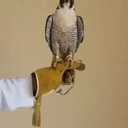 بالصور..تعاوني طريف يقيم إفطار صائم يوم عاشوراء