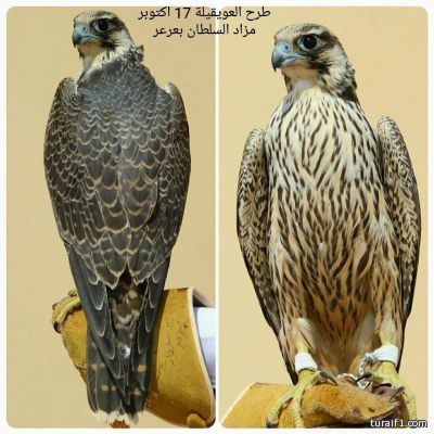 بالصور..طرح فرخ شاهين بمنطقة زهوة شرق عرعر وبيعه مقابل 85 ألف ريال