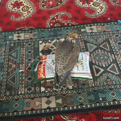 بالصورة..طرح فرخ شيهانه بالمرا جنوب حزم الجلاميد شرق طريف