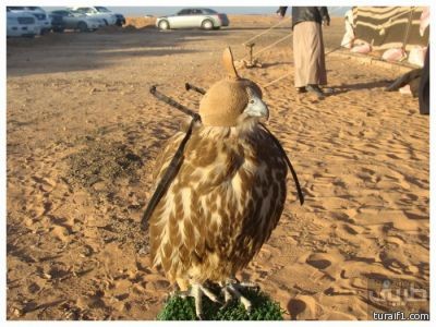 كاتب مغمور يهاجم مهرجان طريف للصقور في مقال ( مدن تطرد أهالها )