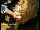 بالفيديو…الأمن الأردني يحبط تهريب نصف مليون حبة كبتاجون مخبأة داخل صوف أغنام إلى السعودية