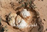 “بنت الرعد” تجذب السعوديين إلى صحاري حفر الباطن