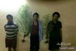 القبض على عدد من العمالة يزرعون شجرة القنب في محافظة طبرجل