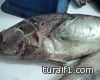 بلدية محافظة طريف تضبط مجموعة من الاسماك المتعفنة‎