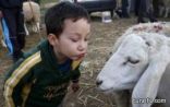 قتيلان و13 مصابا بسبب خروف العيد فى مصر