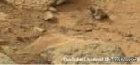 بالفيديو.. ناسا ترصد حيواناً زاحفاً في المريخ