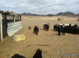 نفوق30  من الماعز بطريف بعد تناول علاج بيطرى من إحدى صيدليات المنطقة