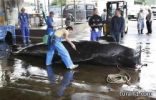 محكمة العدل الدولية تأمر اليابان بوقف صيد الحيتان