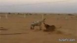سعوديون يطلقون أسداً ليفترس حماراً حياً فى البرية .. ومطالب بمعاقبة الشباب | فيديو