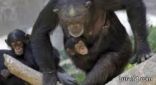 سبعة قردة «شمبانزي» استخدمت ذكاءها وهربت من حديقة حيوان كانساس الأميركية