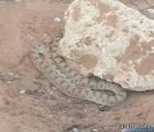 بالفيديو والصور مواطن بطريف يعثر على ثعبان ضخم في إستراحة غرب المحافظة