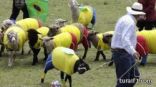 مباراة للخراف بين البرازيل وكولومبيا فى مسابقة “كأس العالم للخراف”