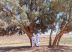 بالفيديو والصور .. شجرة حسن الدغماني وزوجته هلالة أحد أبرز معالم منطقة الحدود الشمالية