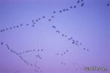 هواة الصيد يستعدون لهجرة الطيور في محافظة طريف