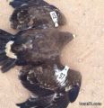 اصطياد طائر يحمل أرقاما وعبارات بالانجليزية على جسمه بالقرب من الحدود العراقية