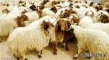القبض على شاب قام بسرقة أغنام وبيعها في طريف