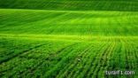 دراسة: العالم يفقد ألفي هكتار أراضٍ زراعية يومياً