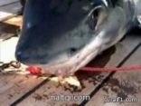 مفاجأة مدوية حول لغز هجمات “القرش” في شرم الشيخ