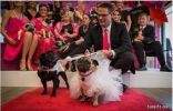 حفل زفاف لكلبين في استراليا وفستان “العروس” يتكلف ألفي دولار