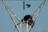 دب جائع يتسلق برج كهرباء ليقتات من عش غراب