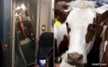 أبقار تتسبب في خروج قطار عن مساره في بريطانيا