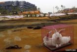 أرانب وحمام في موقع انفجار بالصين لطمأنة السكان على سلامة الهواء