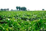 “التنمية الزراعي” يعتمد 452344 قرضًا زراعيًا ويقدم 13 مليارًا لدعم مشروعات زراعية