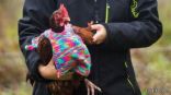 بريطانيتان تغزلان سترات لحماية 60 دجاجة من برد الشتاء