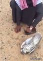 بالفيديو..صقر يصطدم بسيارة مواطن في البر