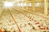 “البيئة والمياه والزراعة” تقرر رفع حظر استيراد الطيور الحية من 6 دول