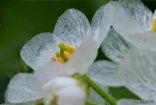 زهرة بيضاء تتحول إلى شفافة عند هطول الأمطار عليها