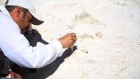 اكتشاف بقايا حوت منقرض منذ 37 مليون سنة شمال السعودية