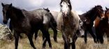 جدل كبير في الأوساط الاسترالية بسبب خطة حكومية لإعدام آلاف الخيول البرية‎