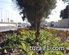 بلدية طريف تزرع أكثر من ثلاثمائة نخلة وأكثر من ثلاثين ألف شتلة ورود