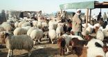 ارتفاع أسعار الشعير يهدد الثروة الحيوانية في السعودية