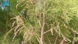 شجرة الطرفاء تعود للنمو في براري الحدود الشمالية