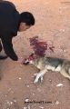 شاهد بالفيديو شباب يتمكنون من قتل ذئب تسلل لأحد الأحياء وسط طريف