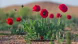 نبتة الديدحان .. وردة ” الحدود الشمالية ” الحمراء ورمز جمال طبيعتها