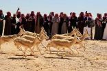 إطلاق 100 غزال وعدد من الحبارى في محمية الملك سلمان بن عبدالعزيز